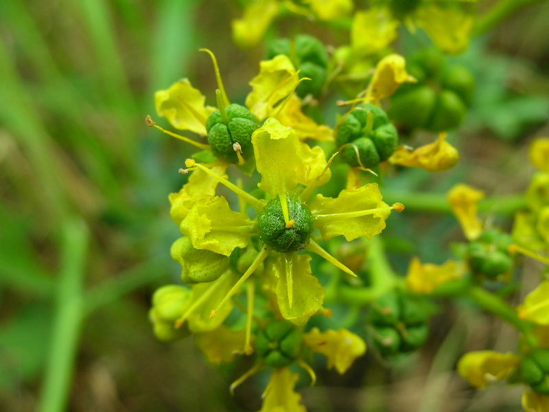 Ruta graveolens / Ruta comune